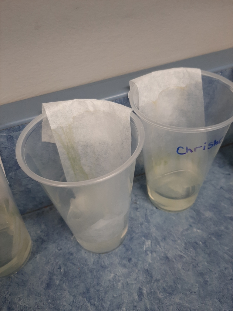 Chlorophyll Science Experiment in Mrs. Woods Science Class