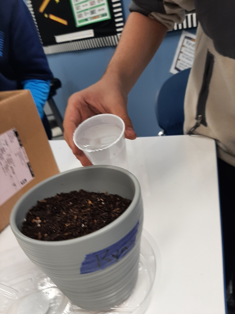 Planting tulips 🌷 in Mrs. Woods' science class. Plants need water.