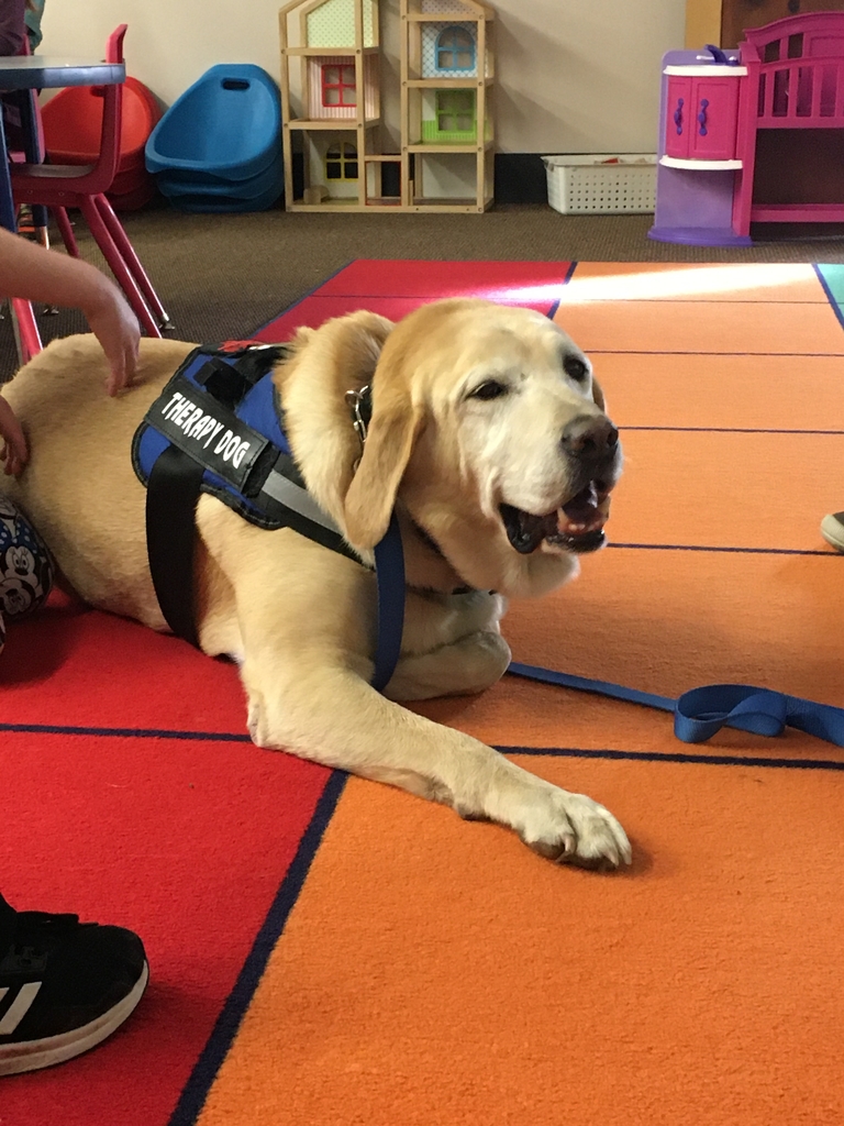 Jack, the therapy dog